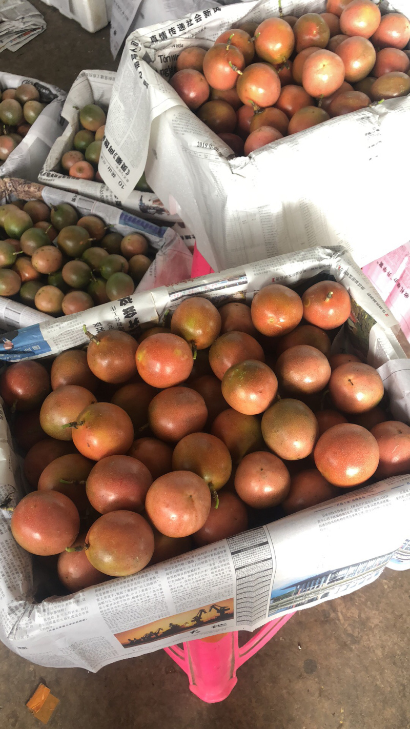 百香果紫果红果产地直发常年大量批发（包邮）