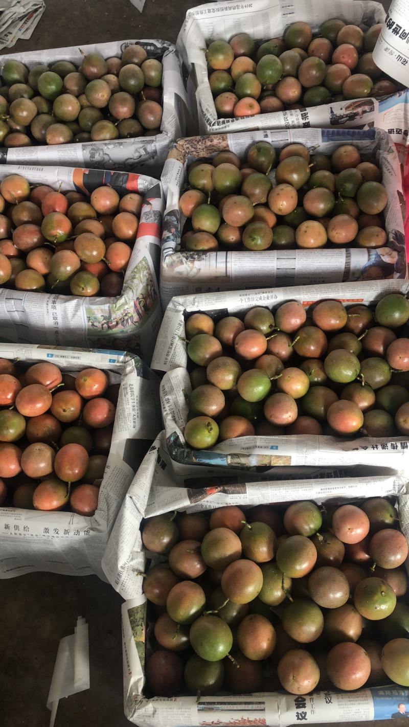 百香果紫果红果产地直发常年大量批发（包邮）