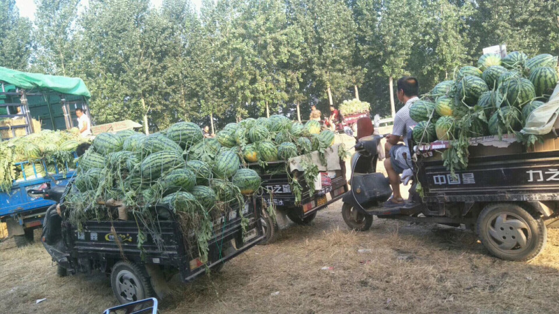 20亩上市黑小宝，有要货的速度联系！