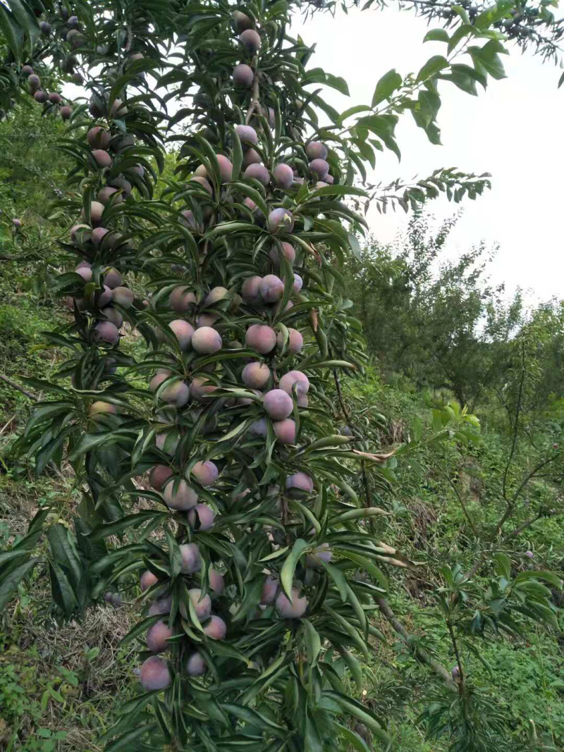 天峨珍珠李