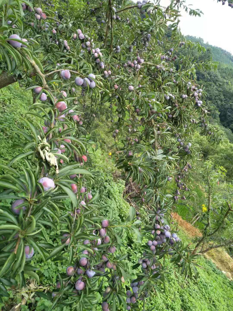 天峨珍珠李