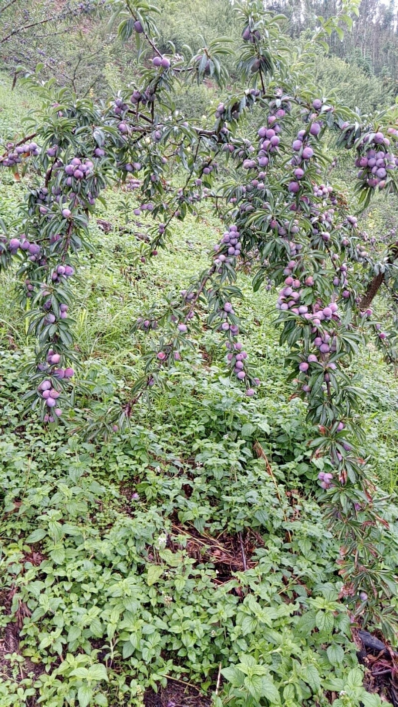 天峨珍珠李