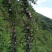 天峨珍珠李