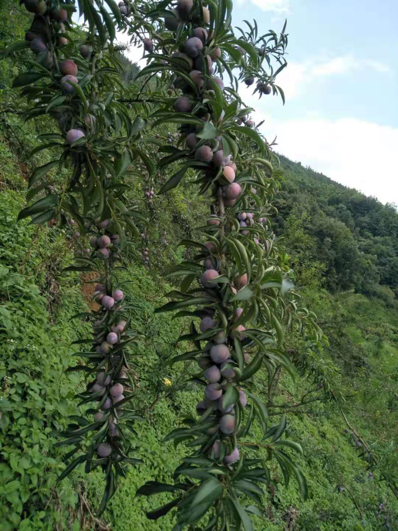天峨珍珠李