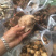 野生菌系列之黑虎掌…獐子菌