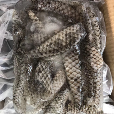 原味鱼皮，新鲜活鱼原料制作、口感脆爽