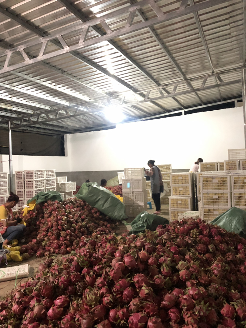 云南火龙果红心火龙果、大量有货，（一条龙包上车）