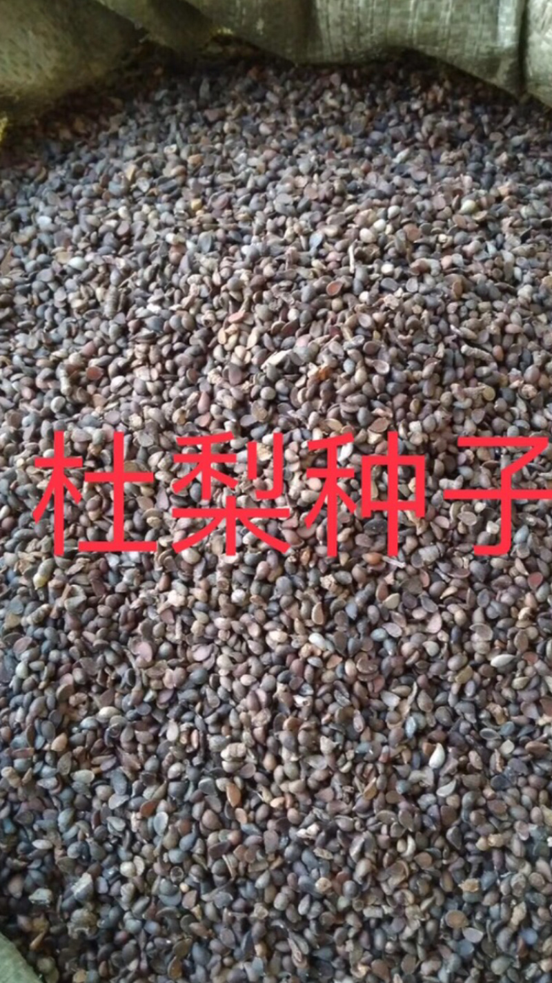 秋季新杜梨籽春季是沙藏好的，可提供种植技术，籽饱满