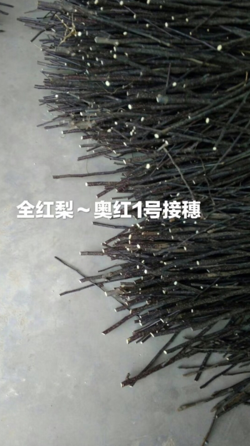 出售奥红一号全红梨接穗量大，品种纯正有保证
