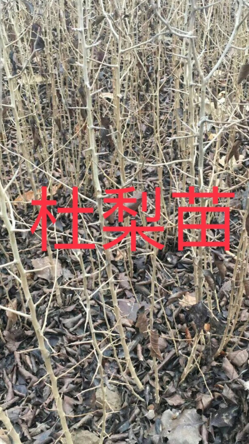 秋季新杜梨籽春季是沙藏好的，可提供种植技术，籽饱满