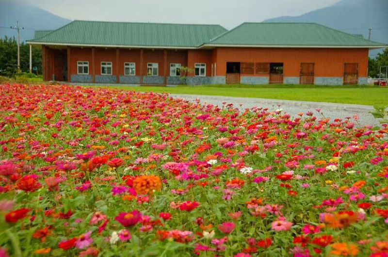 花卉组合种子花海种子野花组合种子草花组合种子景观耐寒四季