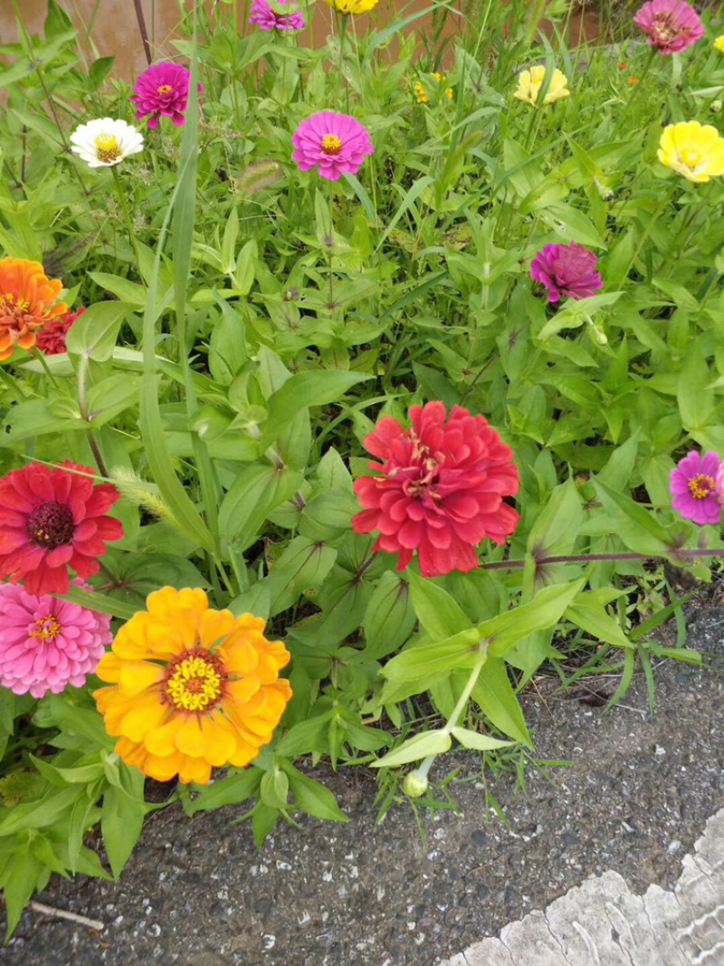 花卉组合种子花海种子野花组合种子草花组合种子景观耐寒四季