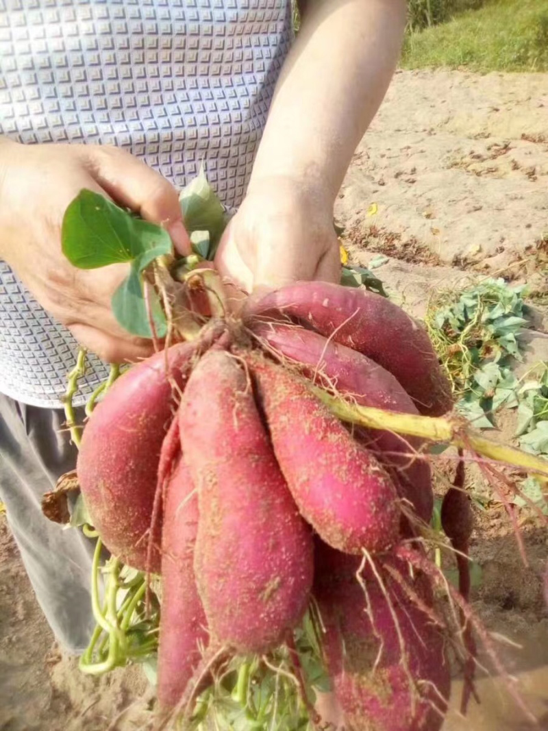 紫薯标准果型端正好看