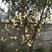 腊梅腊梅种子红梅种子腊梅花种子梅花种子梅花种子景区绿化
