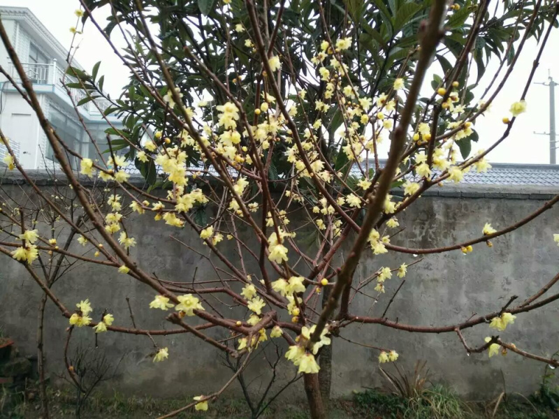 腊梅腊梅种子红梅种子腊梅花种子梅花种子梅花种子景区绿化