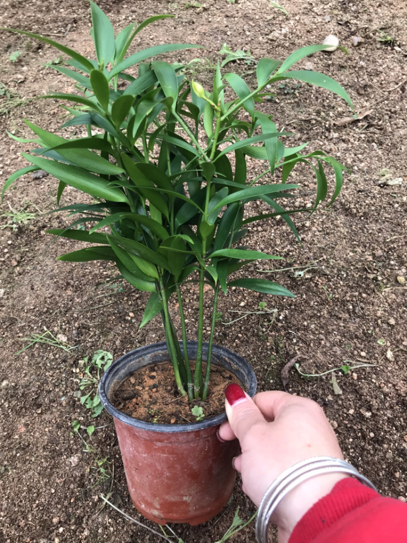 平安树，驱蚊树，竹柏，一盆里有8或8颗以上小苗的
