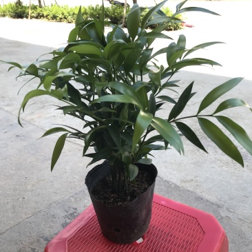 平安树，驱蚊树，竹柏，一盆里有8或8颗以上小苗的