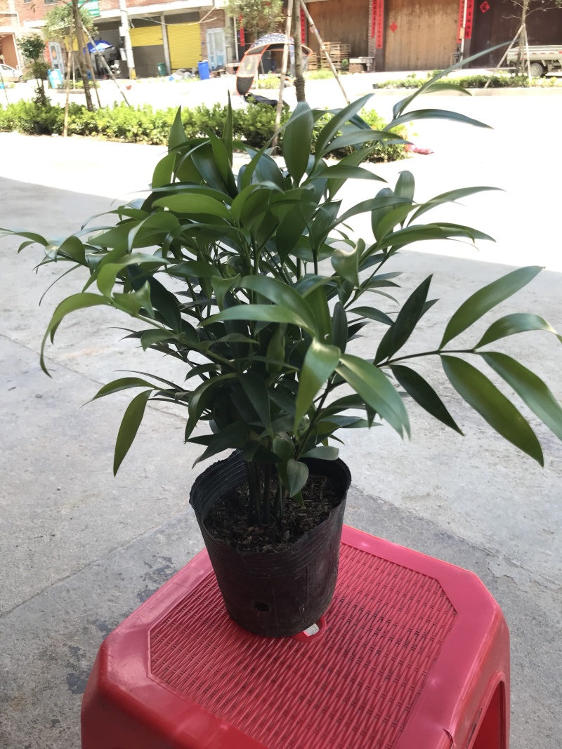 平安树，驱蚊树，竹柏，一盆里有8或8颗以上小苗的