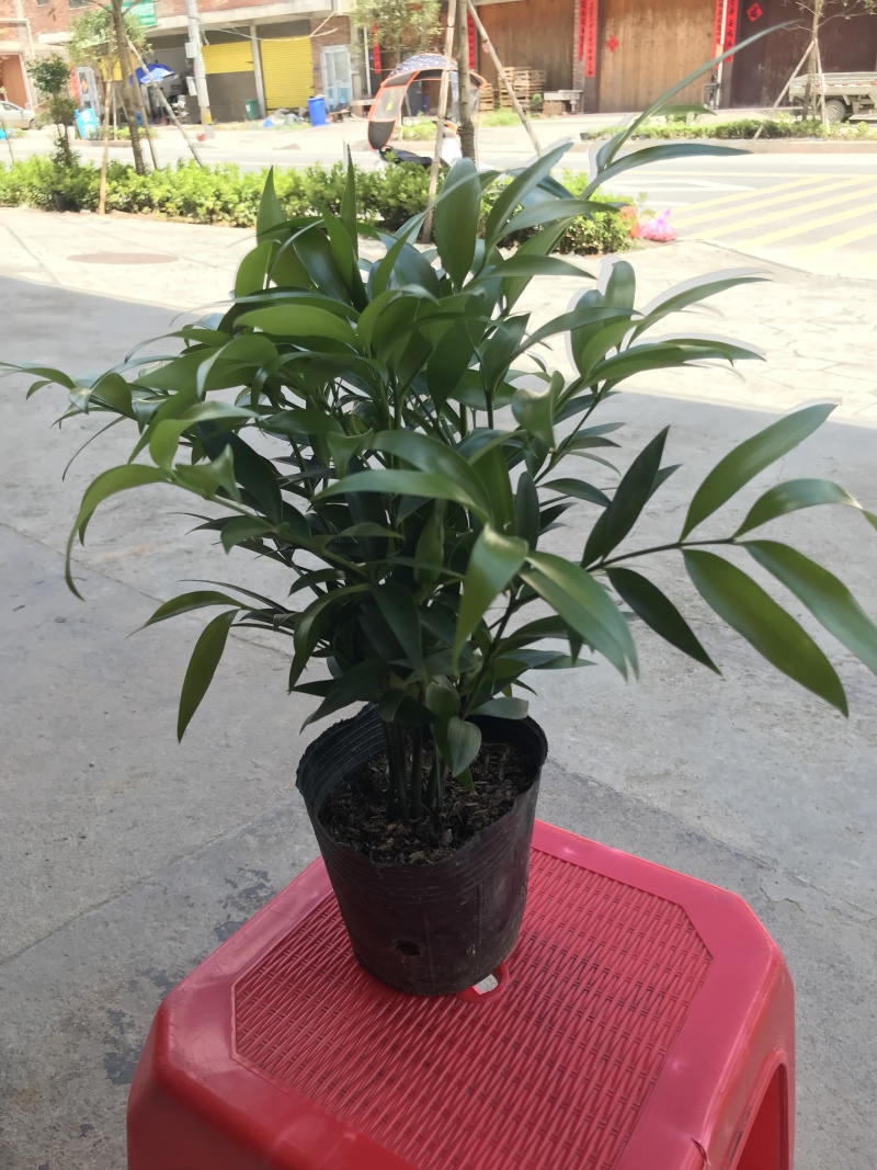 平安树，驱蚊树，竹柏，一盆里有8或8颗以上小苗的