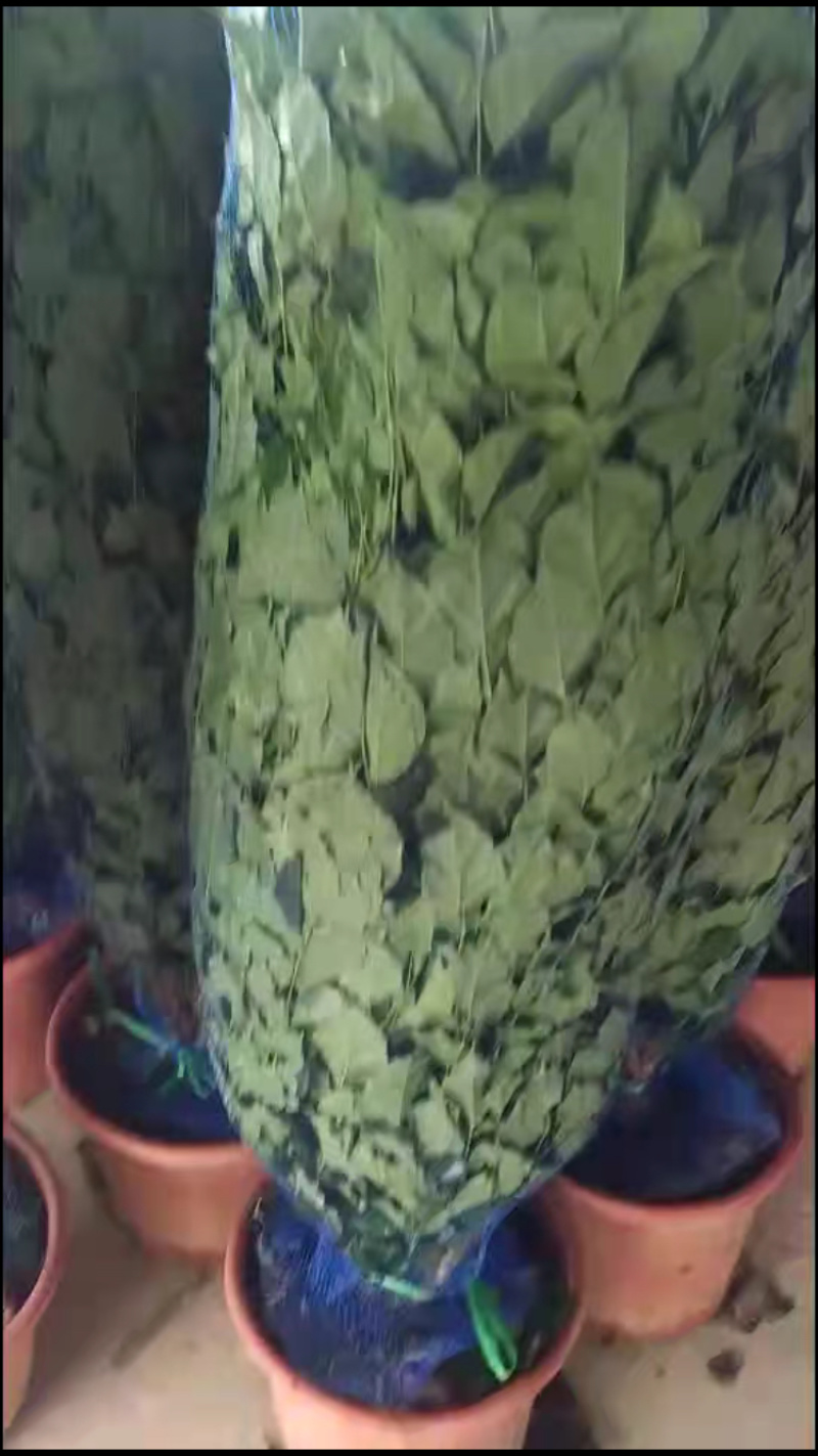 清货！新品种绿宝树！35盆高度1.5米左右！工程货处理！