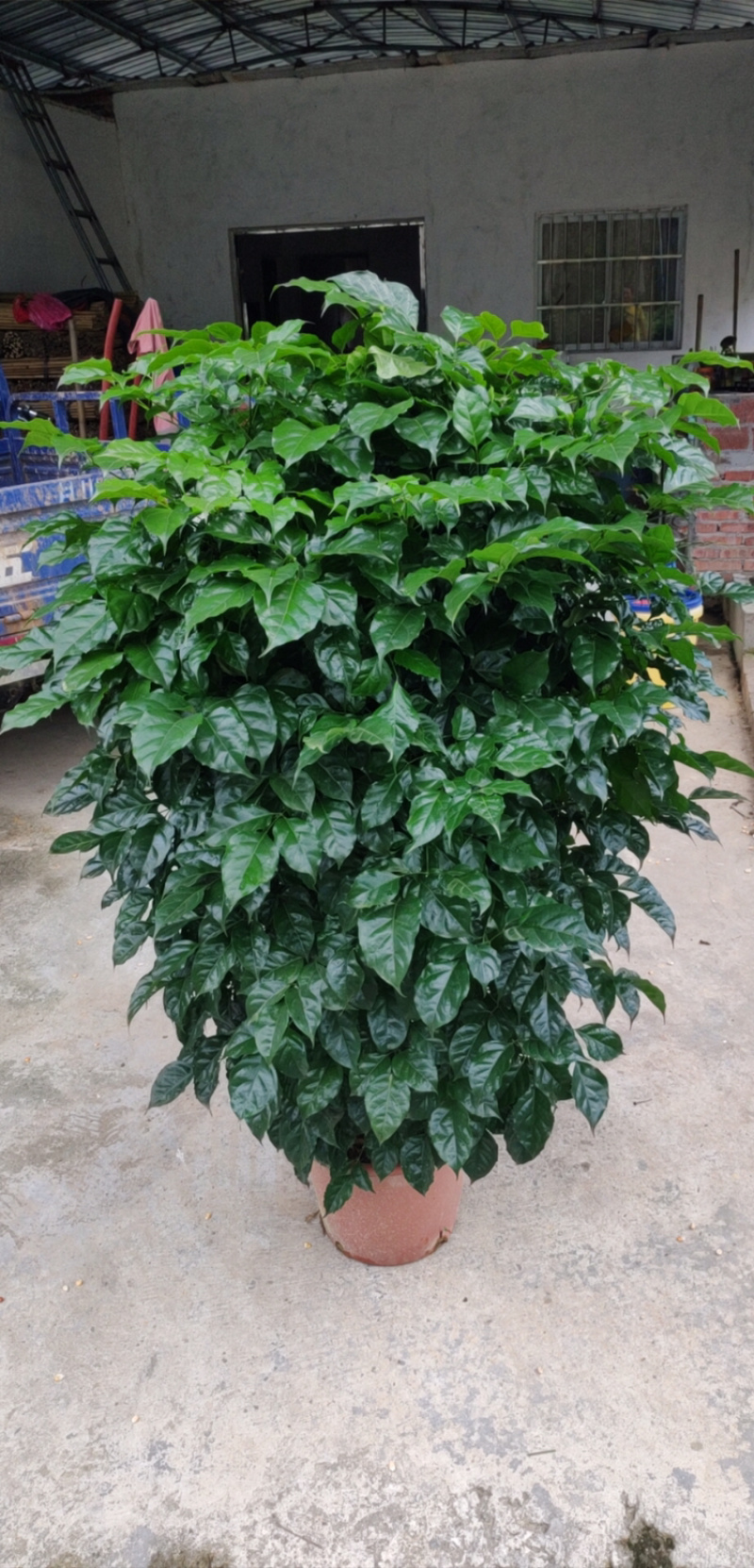清货！新品种绿宝树！35盆高度1.5米左右！工程货处理！