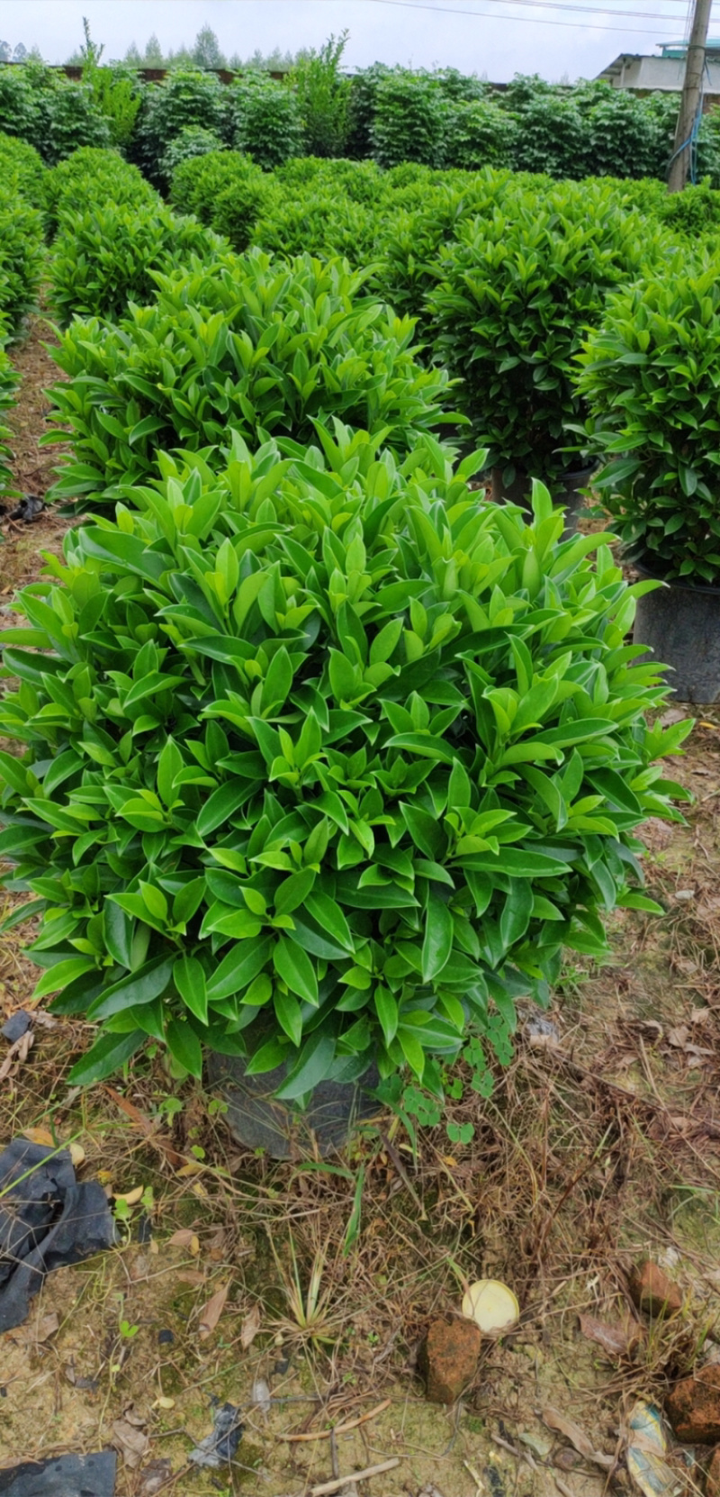 32盆，40盆非洲茉莉档口货！基地直销