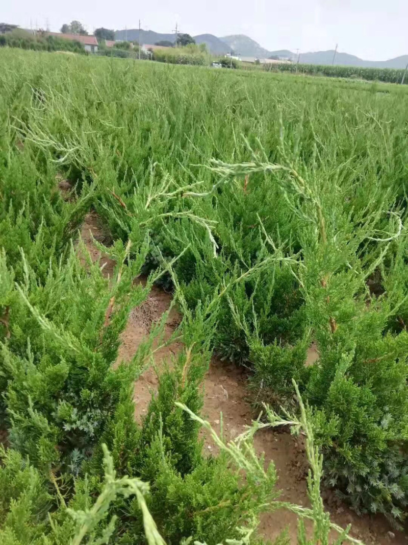 大量供龙柏嫁接小苗工程苗