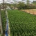 大量供龙柏嫁接小苗工程苗