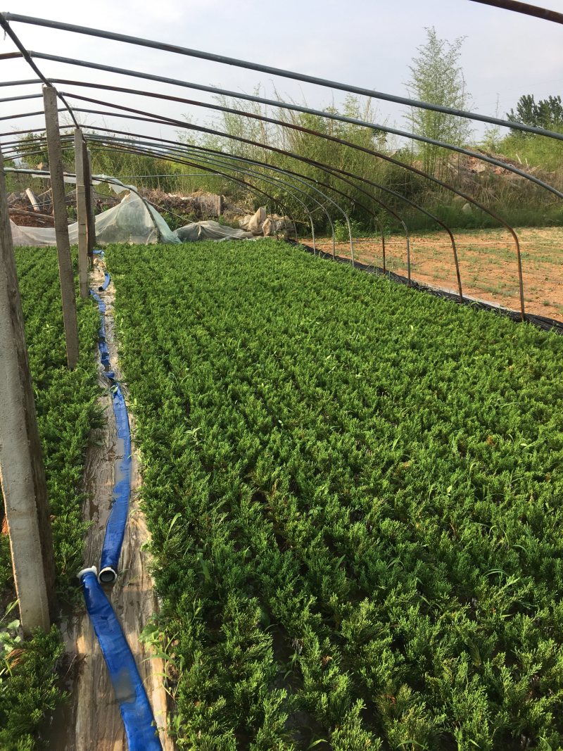 大量供龙柏嫁接小苗工程苗