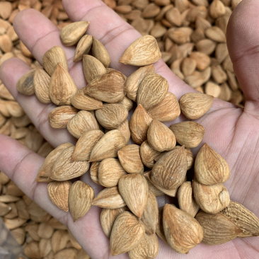 甜杏仁（龙王帽）食品级各种规格