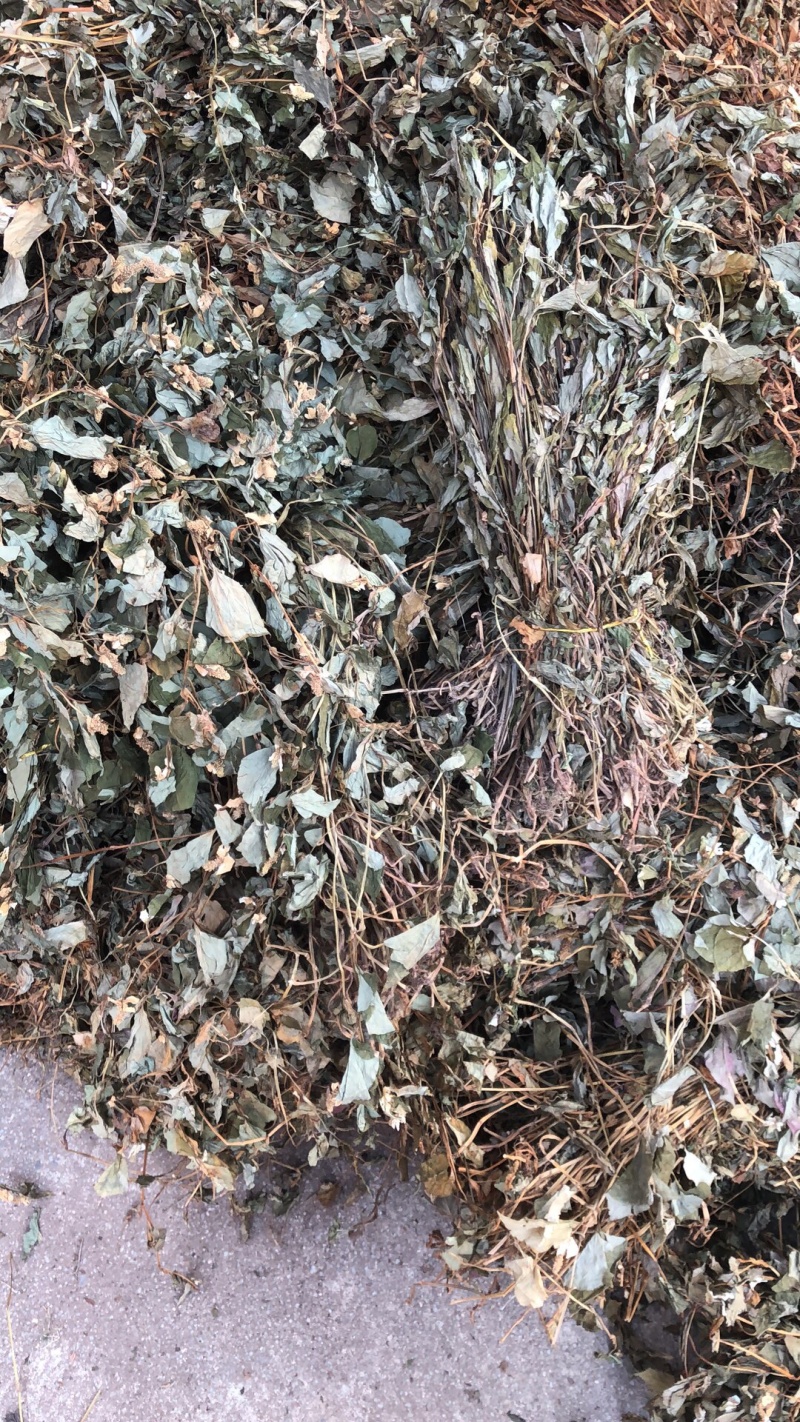 中药材今年新货鱼腥草条子都有颜色青绿色没有硫