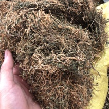 半边连新货野生的颜色好货质量保证