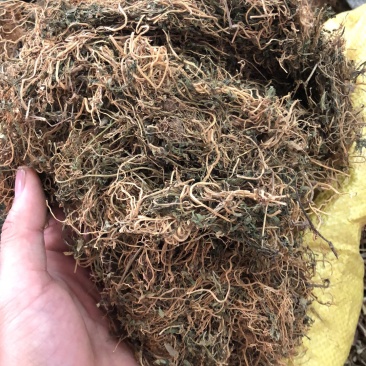 半边连新货野生的颜色好货质量保证