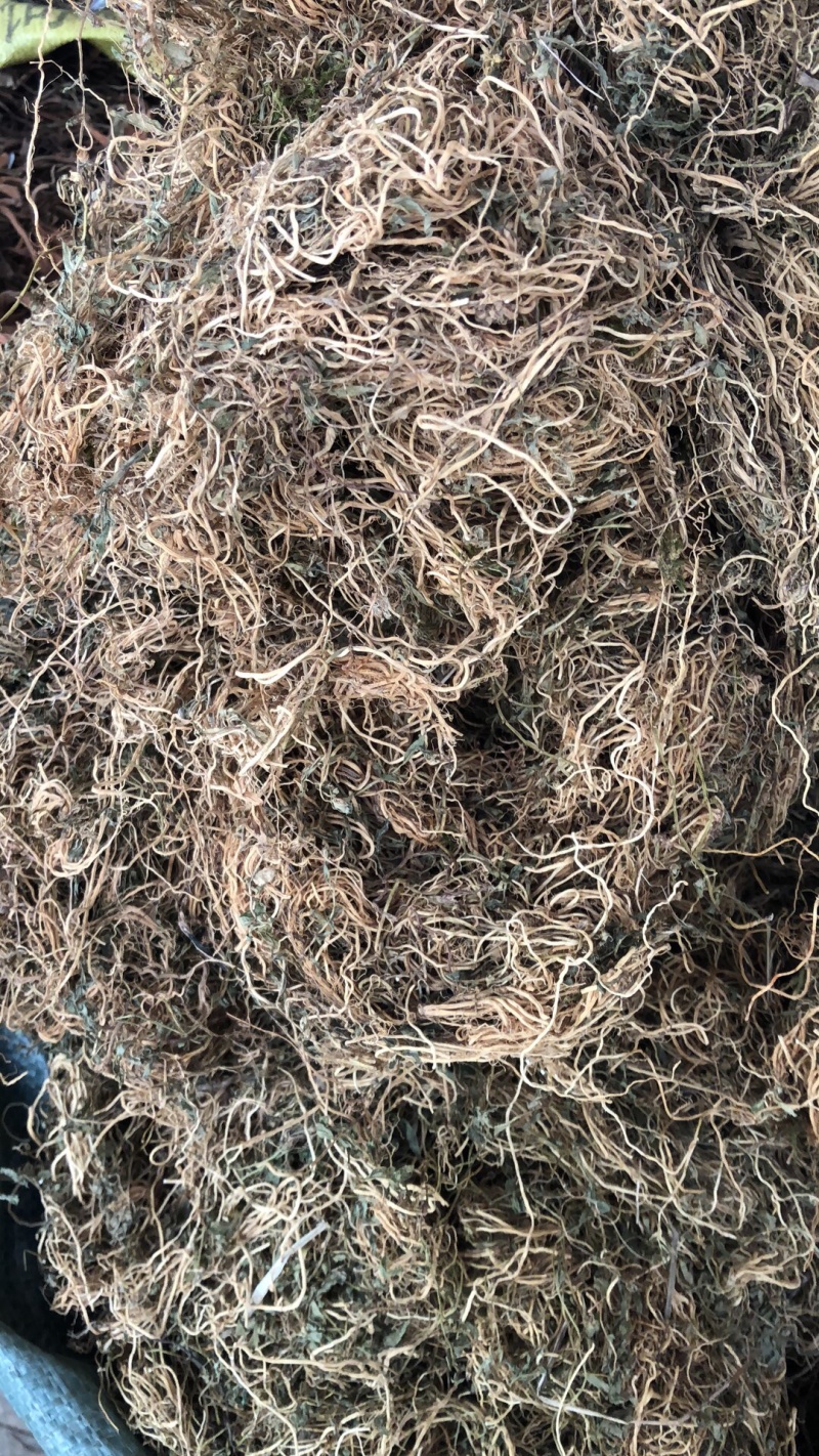 半边连新货野生的颜色好货质量保证