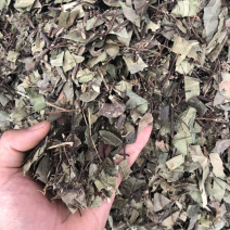 络石藤广西野生货条子切片都有