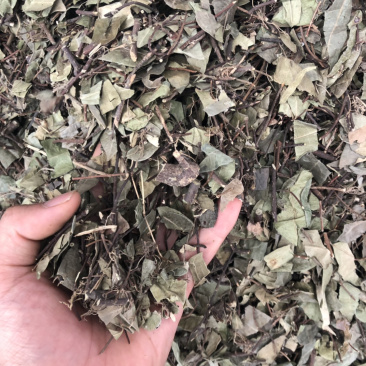 络石藤广西野生货条子切片都有