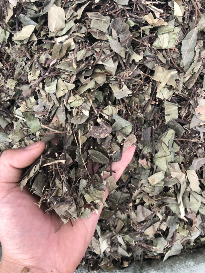 络石藤广西野生货条子切片都有