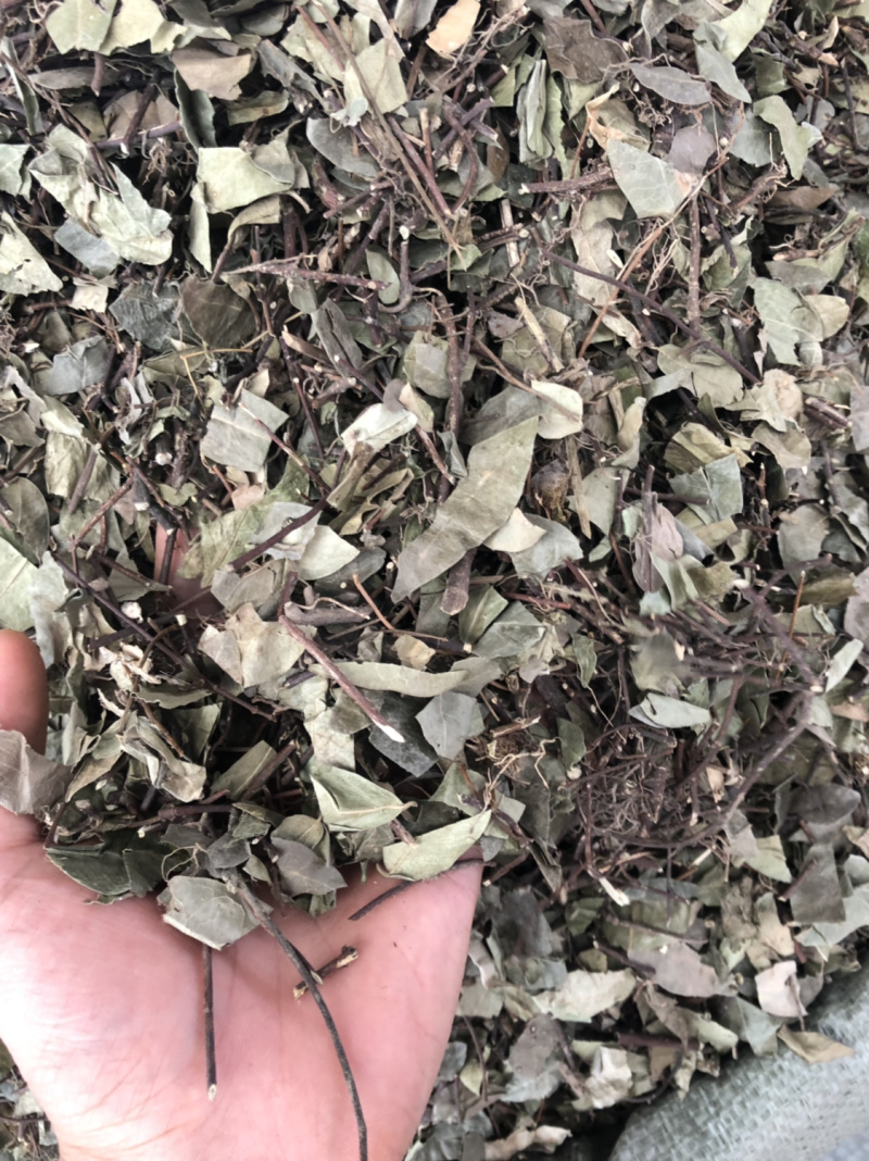 络石藤广西野生货条子切片都有