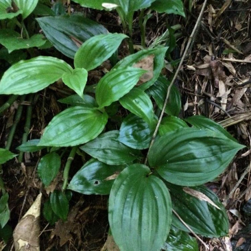 见血清福建深山高含量