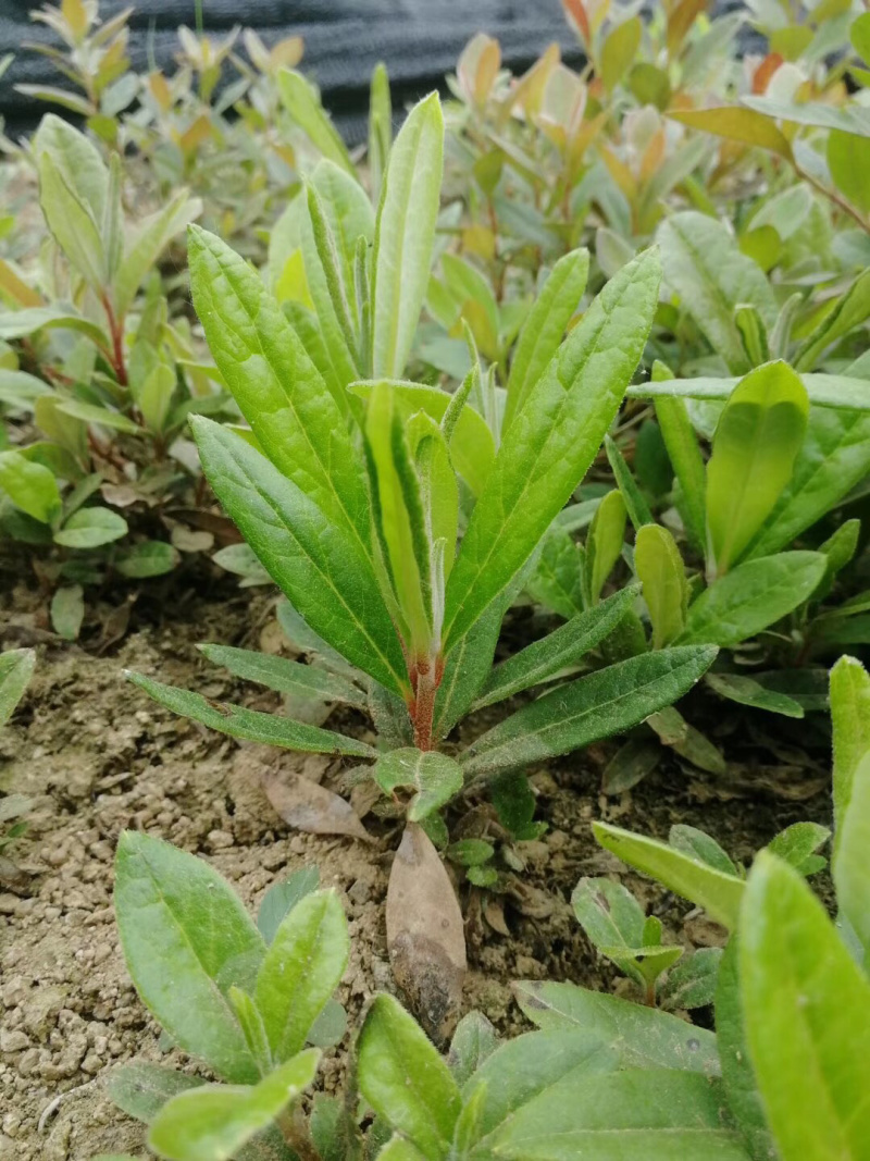 杜鹃苗。