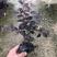 红花继木