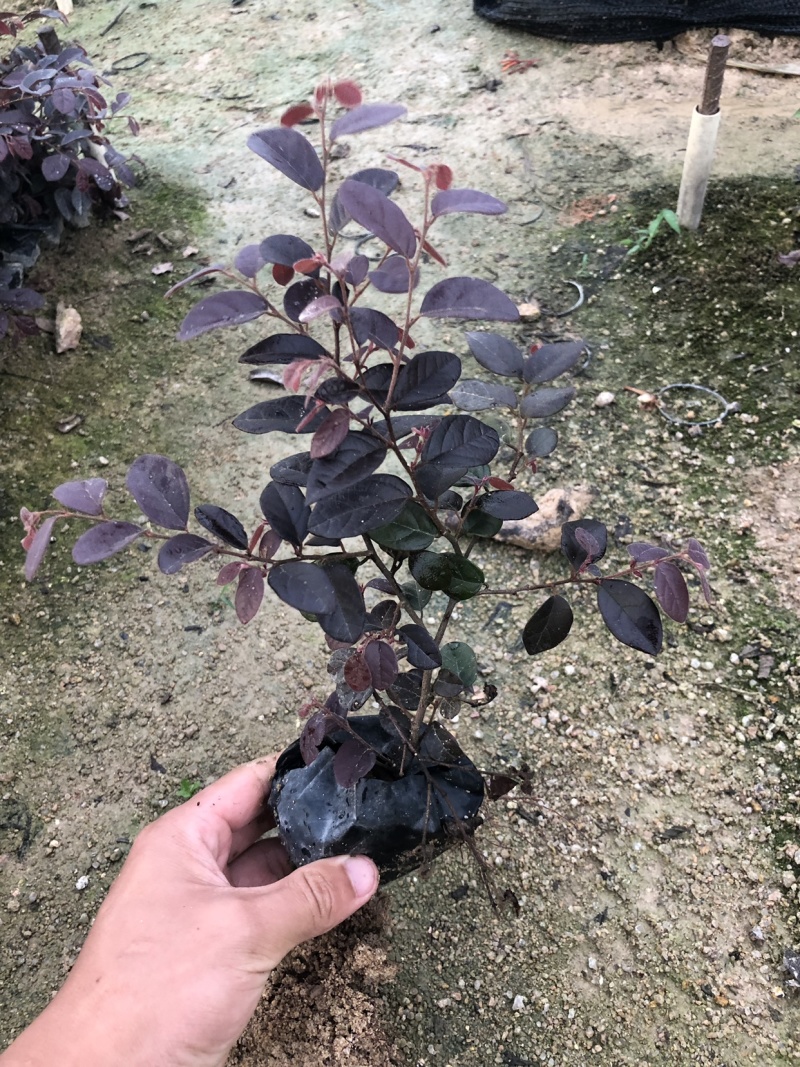 红花继木