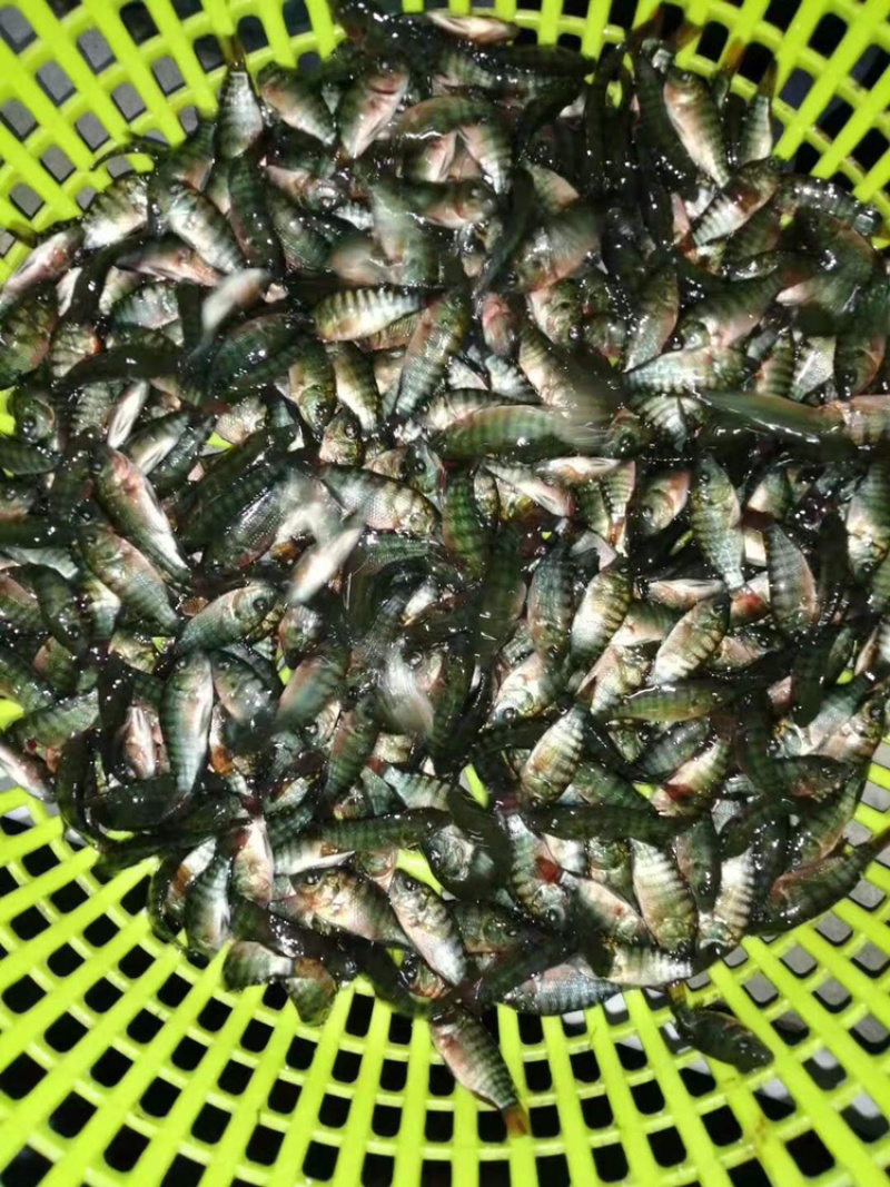 海南一号罗非鱼苗，恒生一号罗非鱼苗，抗寒罗非苗脆肉罗非苗