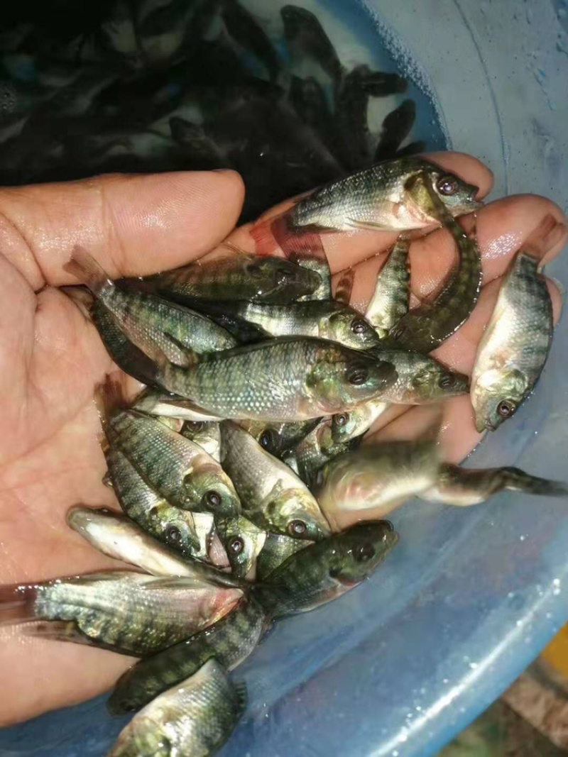 海南一号罗非鱼苗，恒生一号罗非鱼苗，抗寒罗非苗脆肉罗非苗