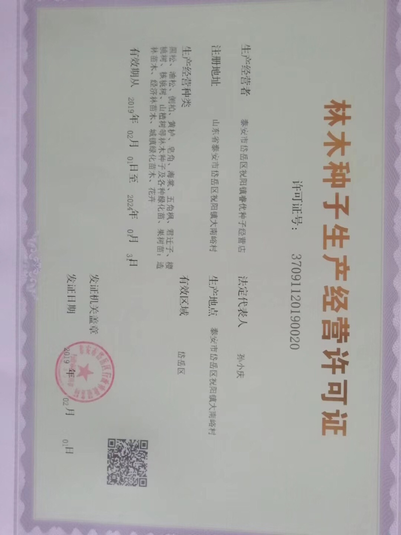 蓝花鸢尾种子产地供应蝴蝶兰种子新货保出芽率
