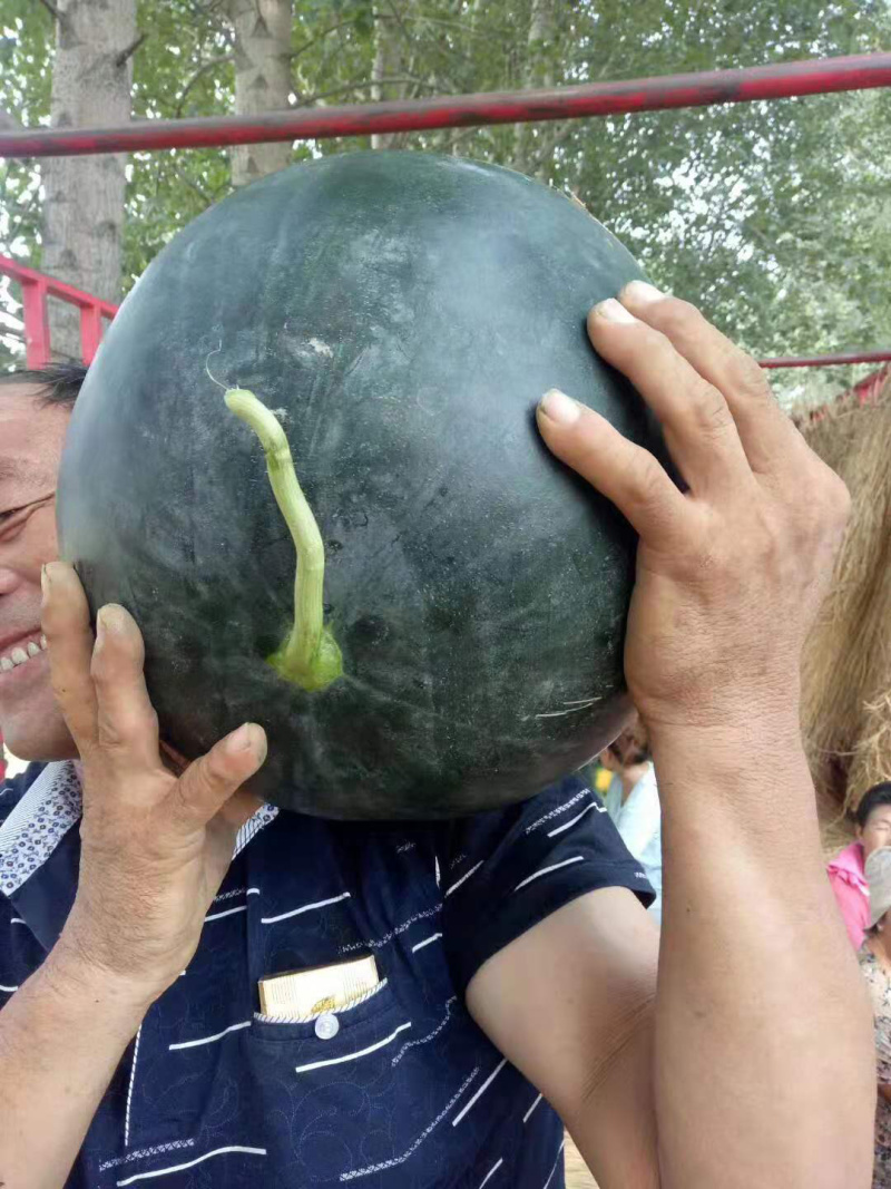 ✶黑无籽西瓜✶10斤打底大量现货可协助找车个头均匀