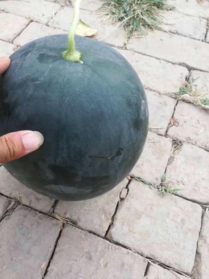 ✶黑无籽西瓜✶10斤打底大量现货可协助找车个头均匀