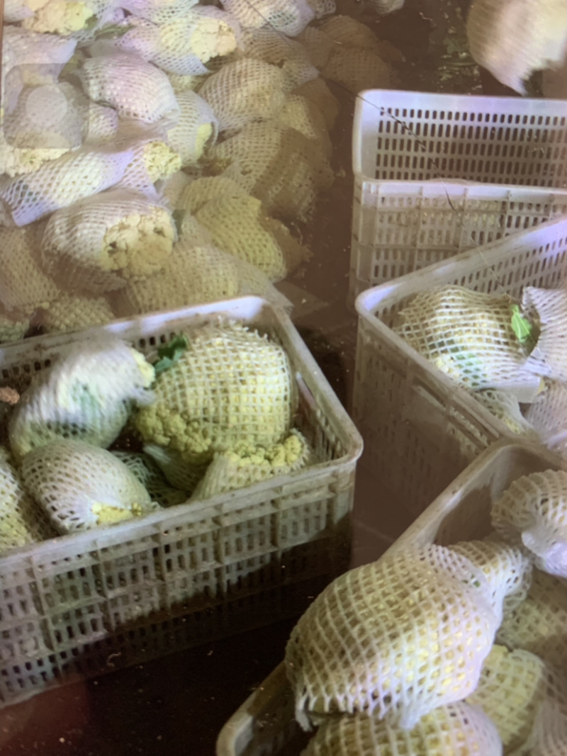 精品有机花菜大量供应中，需要的请联系，欢迎光临