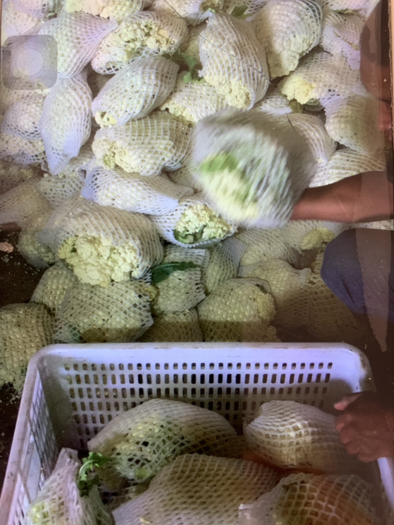 精品有机花菜大量供应中，需要的请联系，欢迎光临