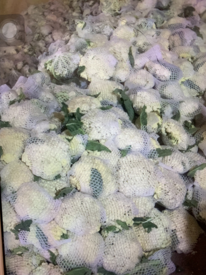 精品有机花菜大量供应中，需要的请联系，欢迎光临